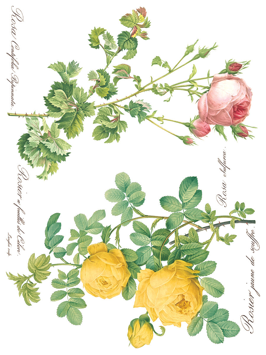 Rose Botanical IOD Transfer 12x16 Pad™-Iron Orchid Designs