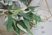 Thumbnail for Pack of 5-Seeded willow leaf spray bundle grey green