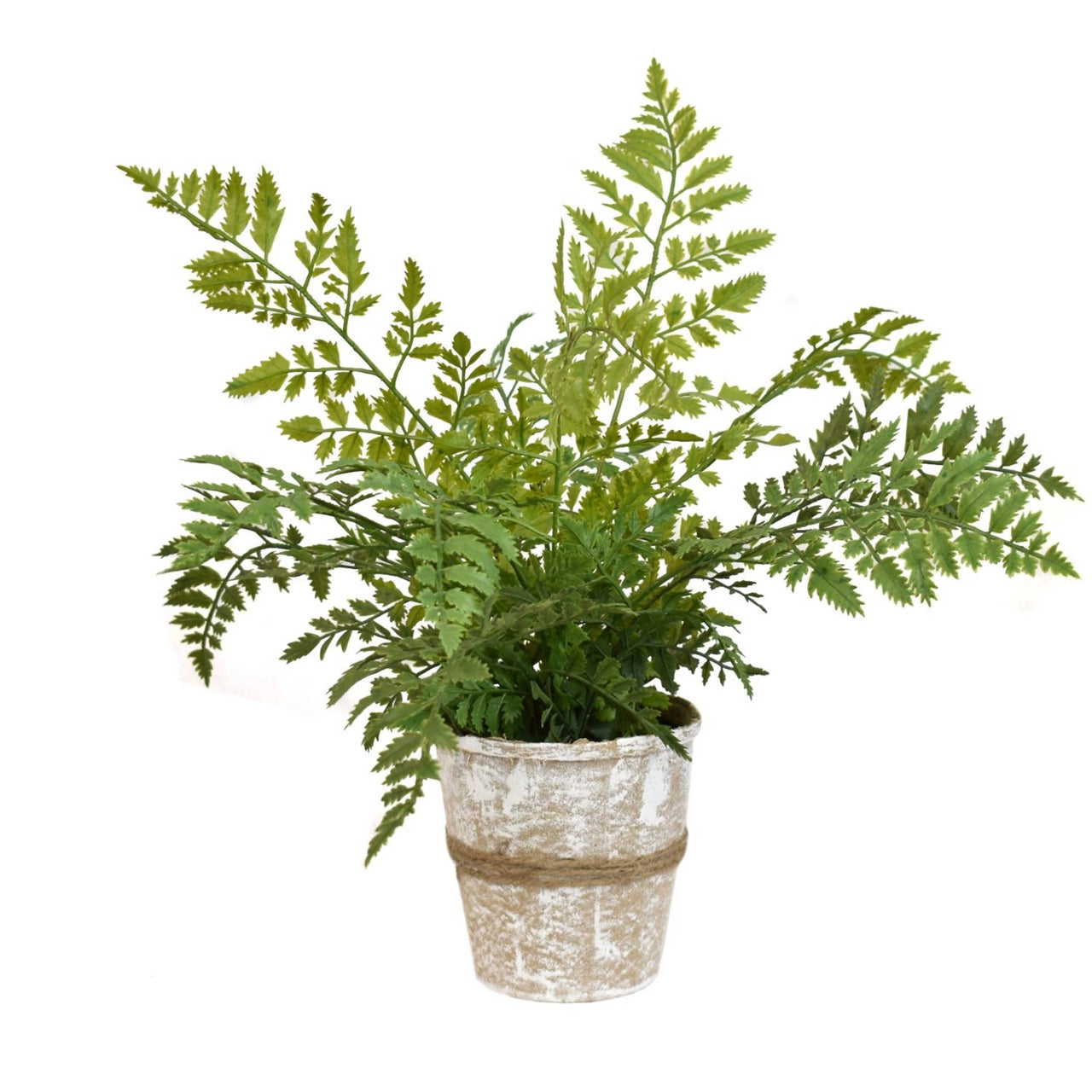 15” River Fern Plant in Handcrafted Paper Pot - Rubbish Restyled