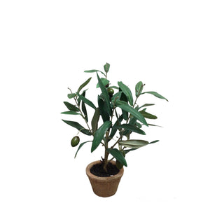 Potted Olive Plant 12"